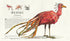 Animali fantastici e dove trovarli. Edizione grande illustrata - 9786175851432