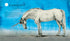 Animali fantastici e dove trovarli. Edizione grande illustrata - 9786175851432
