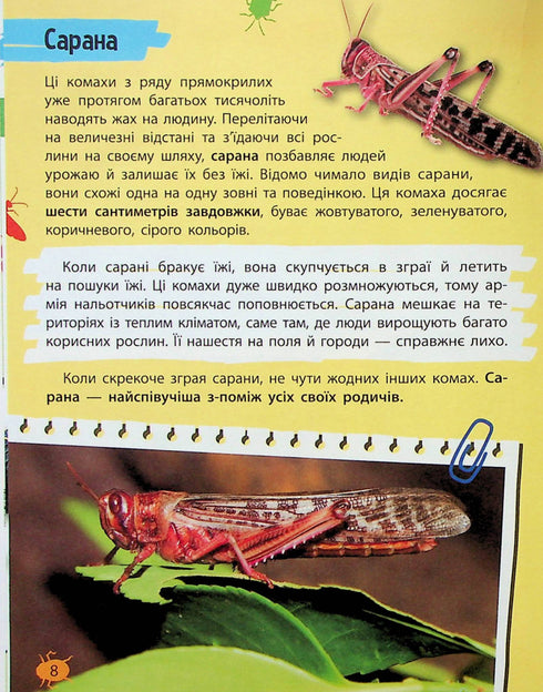 Minienciclopedia. Insectos y arañas
