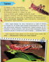 Minienciclopedia. Insectos y arañas