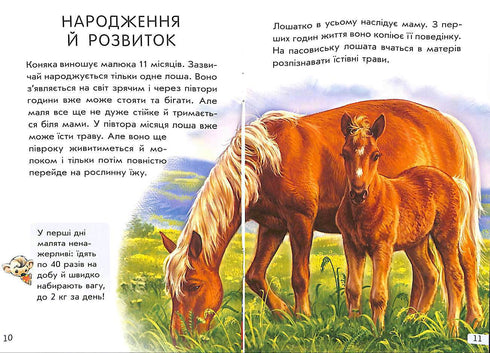 Minienciclopedias. Todo sobre caballos (agotado)